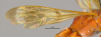 Media type: image;   Entomology 16533 Aspect: Wing front